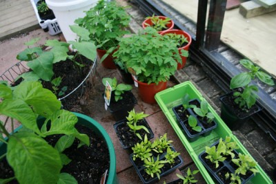 Seedling nursery