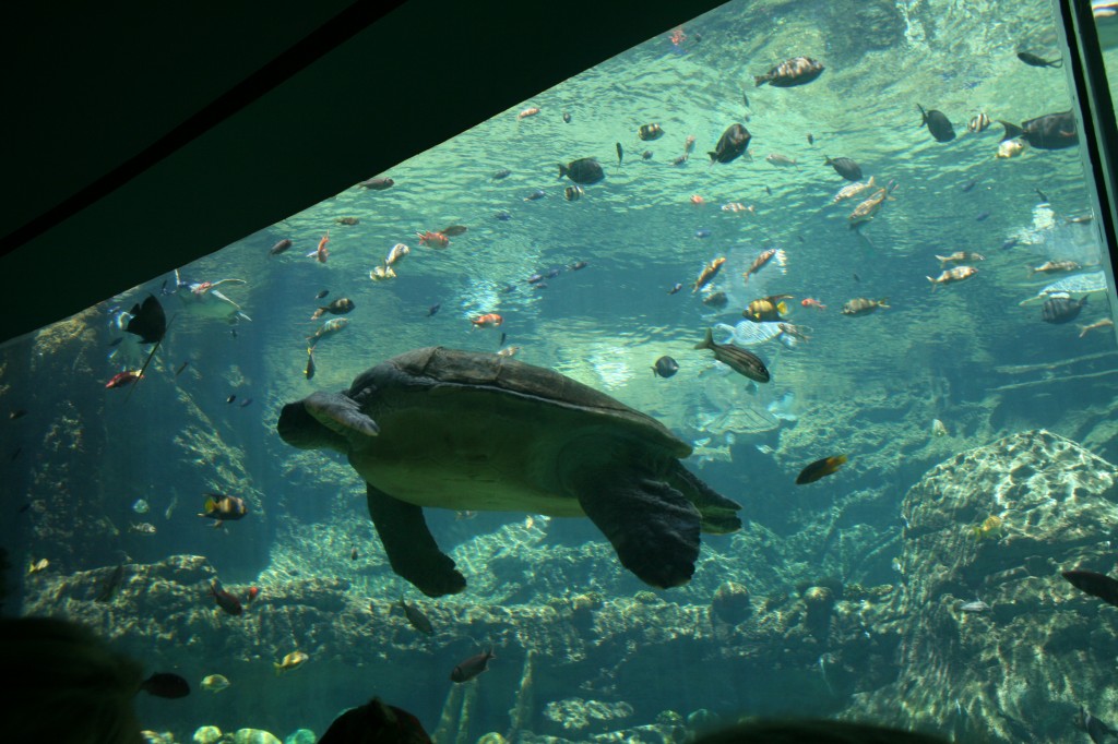 Sea Turtle SeaWorld