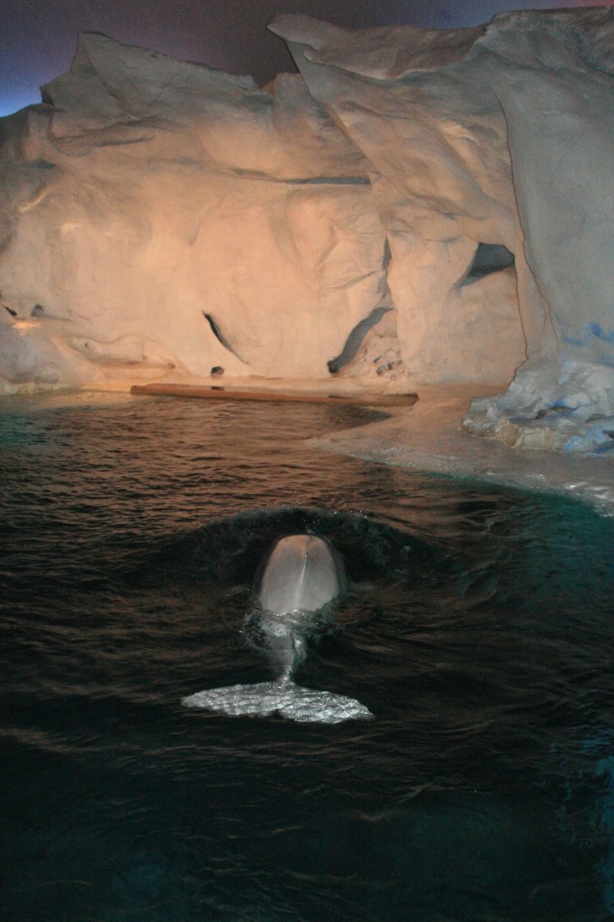 Beluga Whale SeaWorld