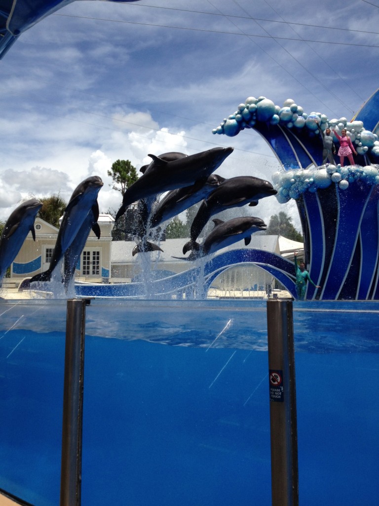 Dolphins SeaWorld