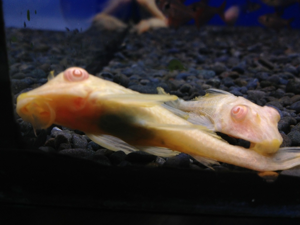 Albino Catfish